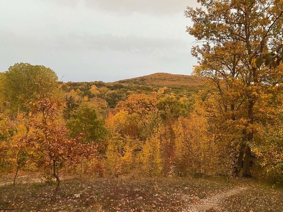 Продава се Парцел в с. Долище, Област Варна - 5000 кв.м за 4 €/кв.м - Снимка #2