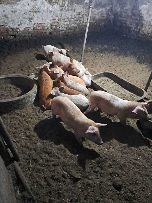 Малки Прасета Ландрас и Дюрок