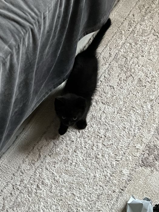 котенок в добрые руки