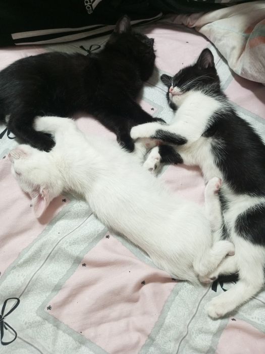 Отдам милых котят