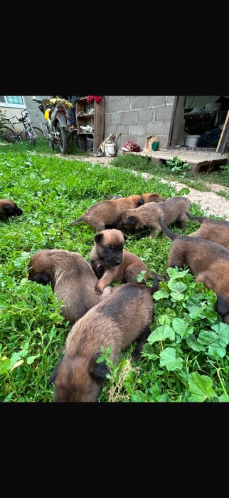 Продам щенков бельгийской овчарки