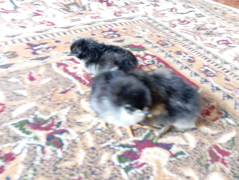 Джерсиский гигант балапандары сатылады