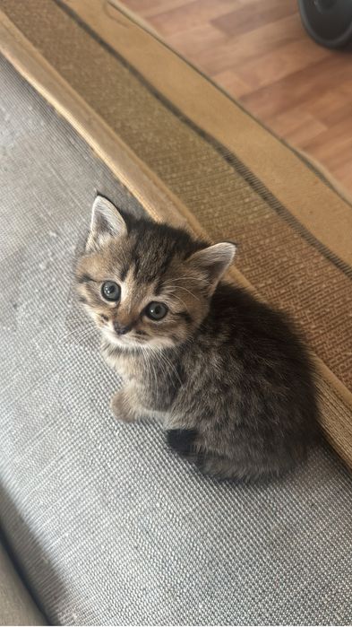 отдам котят,бесплатно