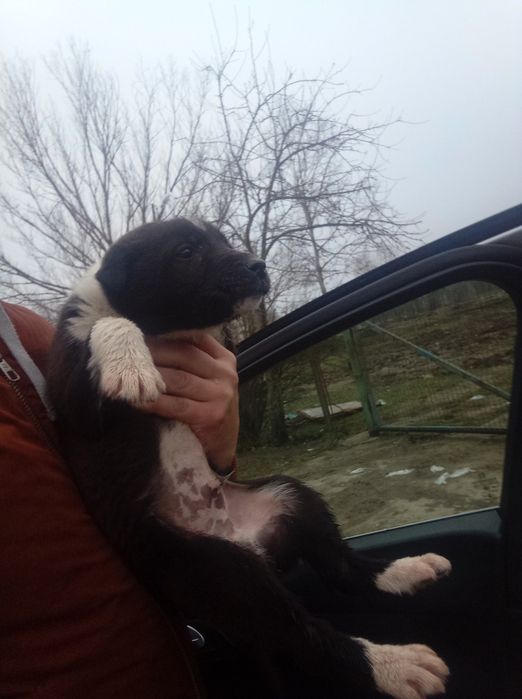 Donez cățelus metis