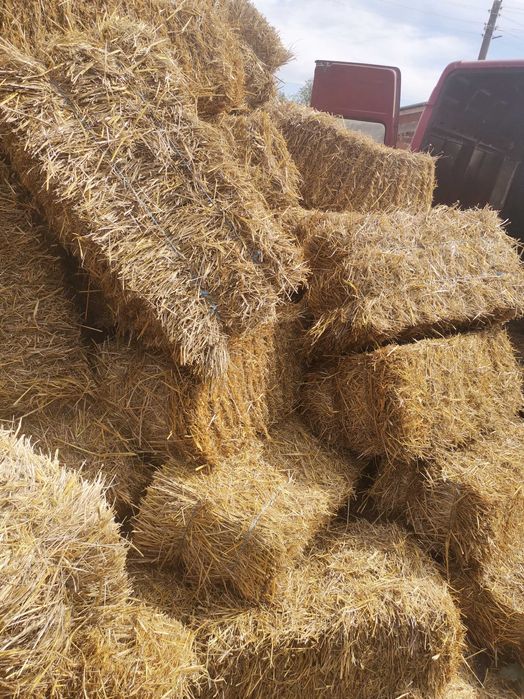 Малки Бали - СЛАМА Просо