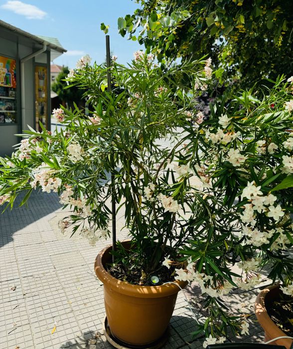 Продават се : Олеандър