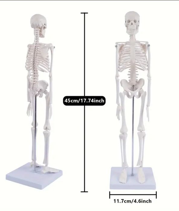 Schelet uman - anatomie educatie