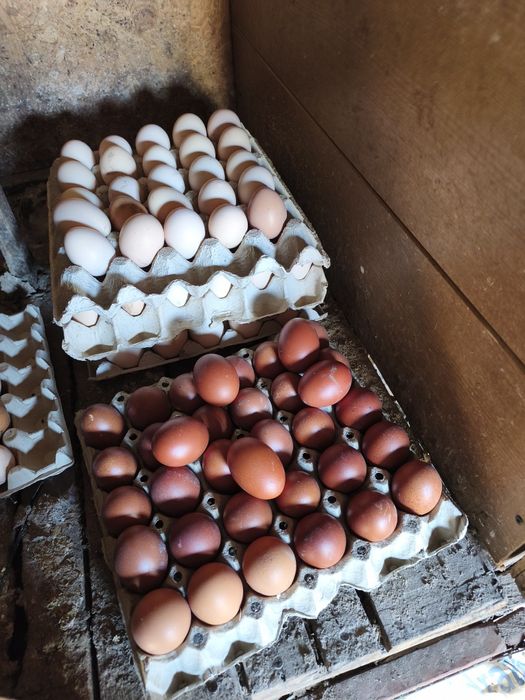 Ouă Australorp negru și albastru