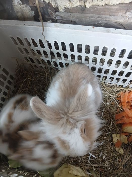 Кролики декоративные