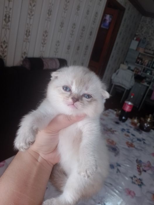 Шотландское вислоуха