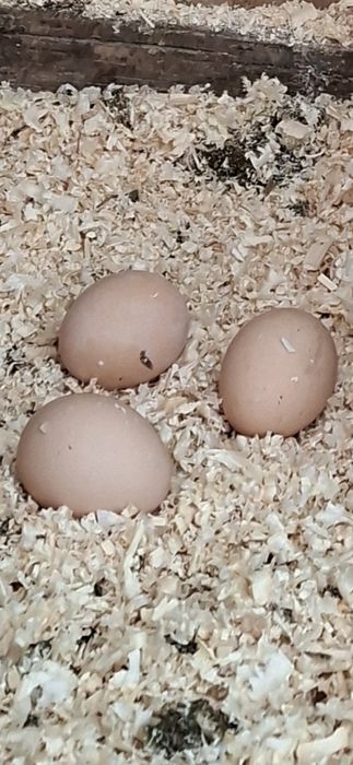 Броллер Товуклар Курицы 5,5- 6-кг