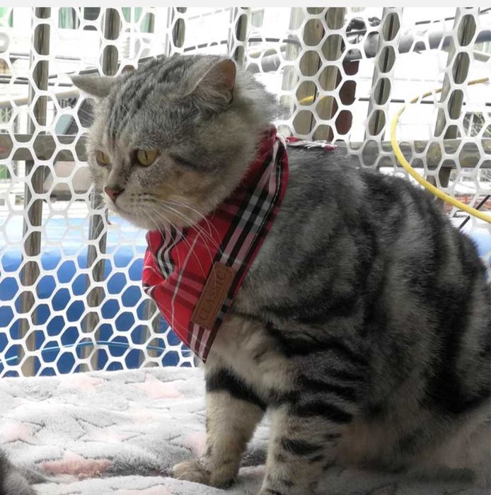 Платок-бандана для кошек и собак