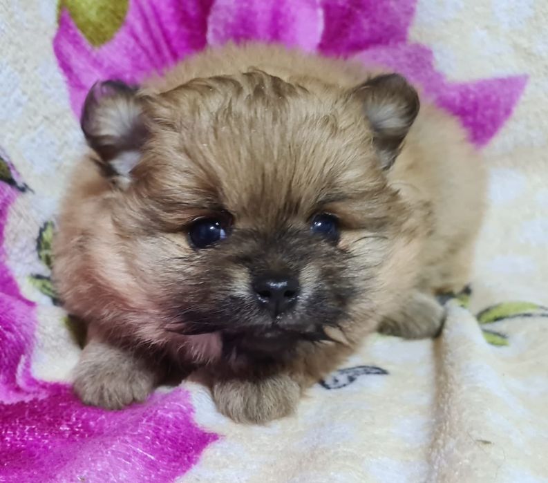 Померанский шпиц