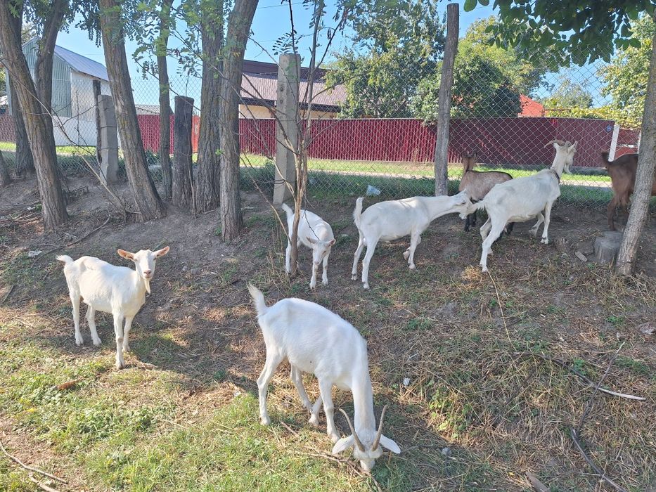 Capre de vanzare