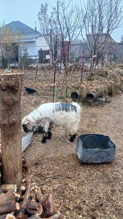 Теке сатылады туркестан қаласы