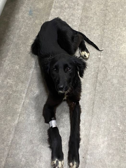 Собачка в добрые руки