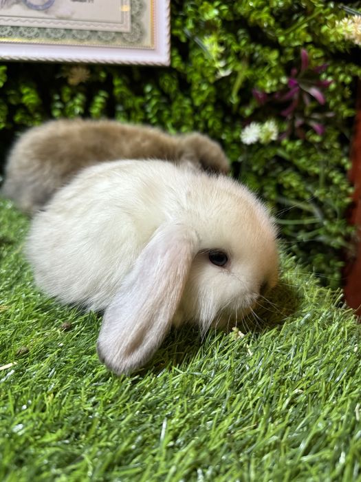 карликове кролики
