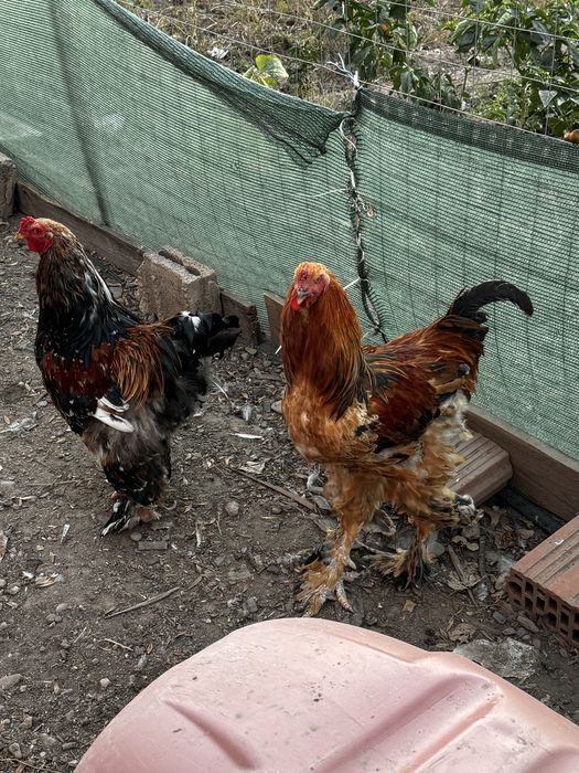 vând 2 cocoși brahma