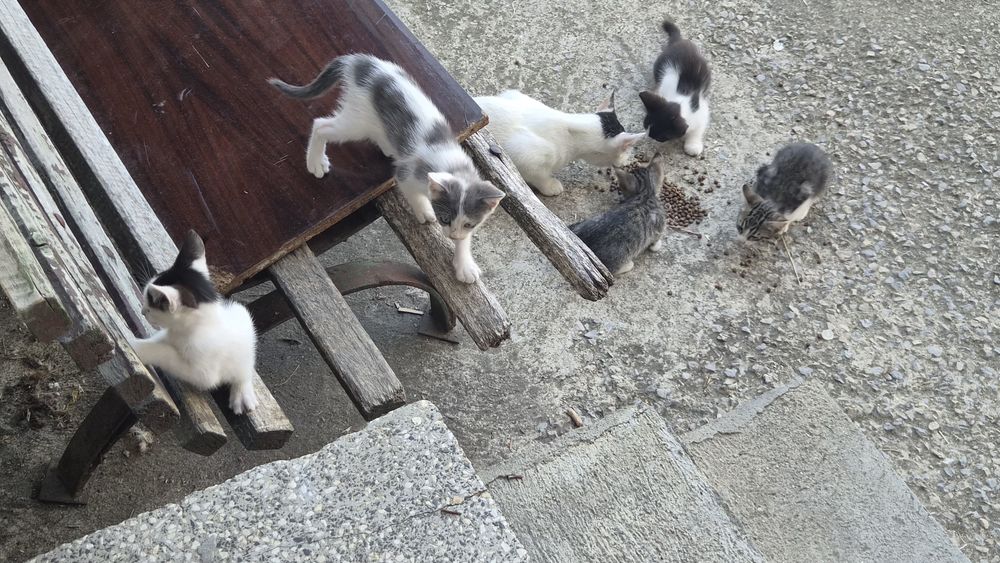 Безплатно котета