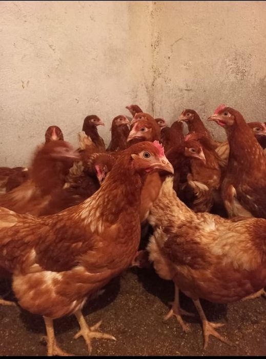 Продажа куры нисушки