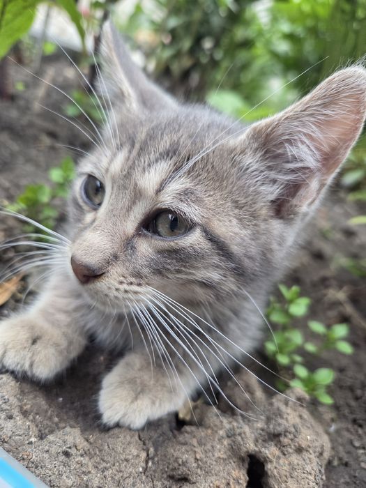 Ofer spre adoptie 3 pisicuțe drăgălașe.