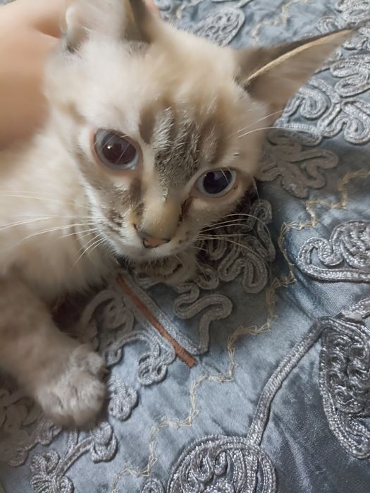Отдам котят в хорошие руки