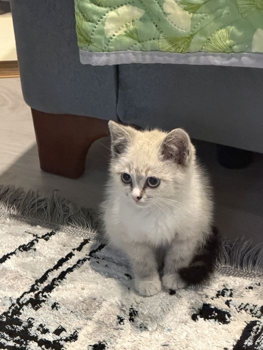 Котенок 1-2 месяца
