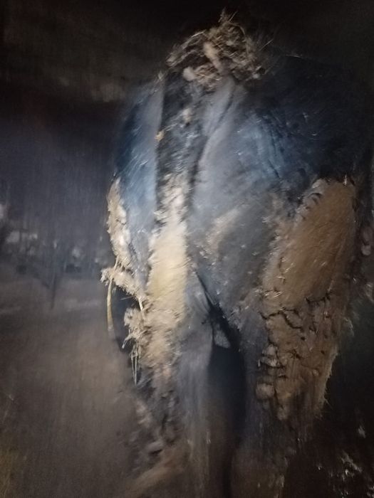 Продам бычков 15 головы с откорма