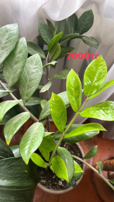 Продам комнатные цветы