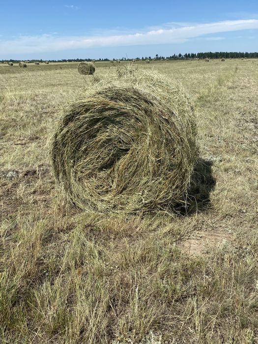 Продам сено в тюках и в рулонах