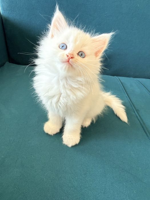 Продам котят от мейн куна
