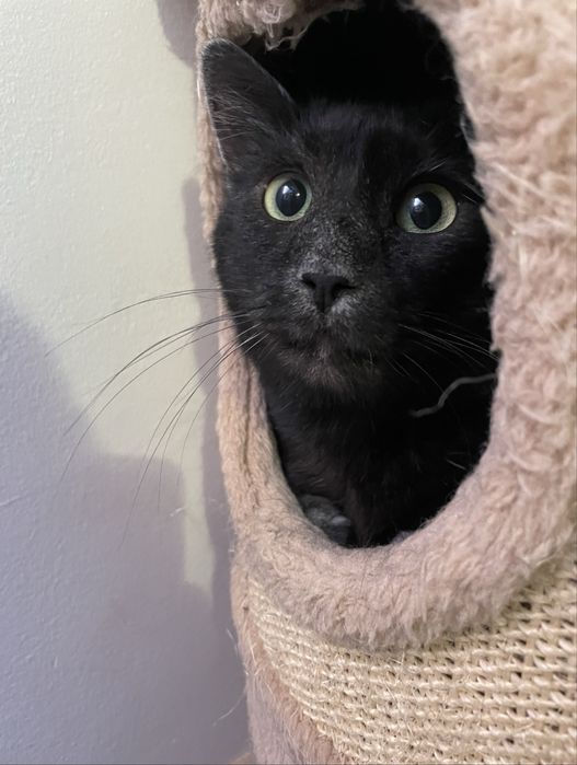 Muc isi cauta familie