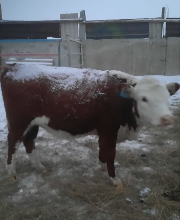 Продаю телочек !