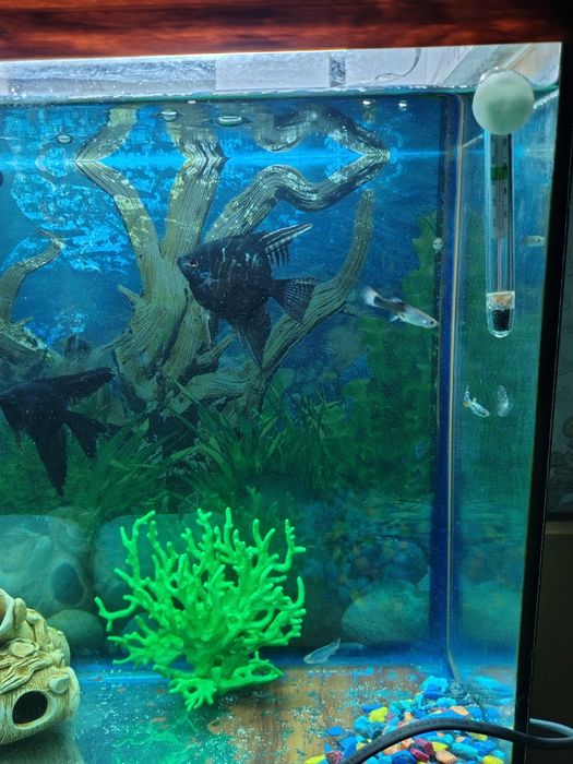Продам аквариум 40литров