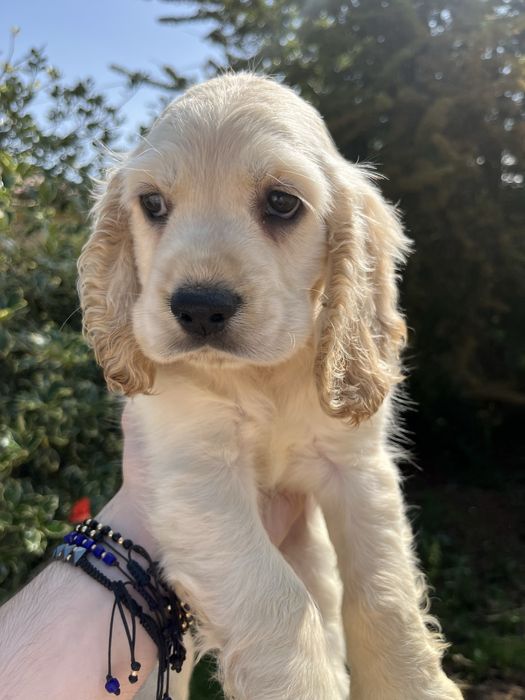 Cocker Spaniel - 2 luni satatos
