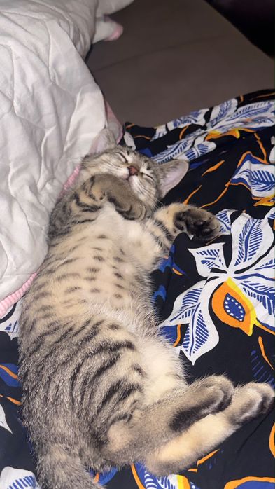 Кошка   породистый
