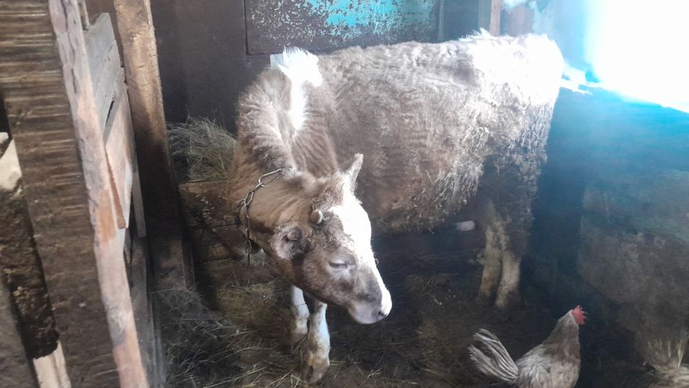 Продам телку 1 год