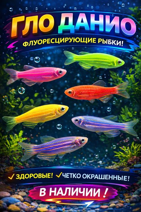Рыбки аквариумные Данио-Гло