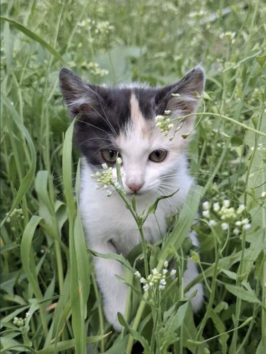 милый котёнок девочка, лоток знает. срочнр ищем новый дом!