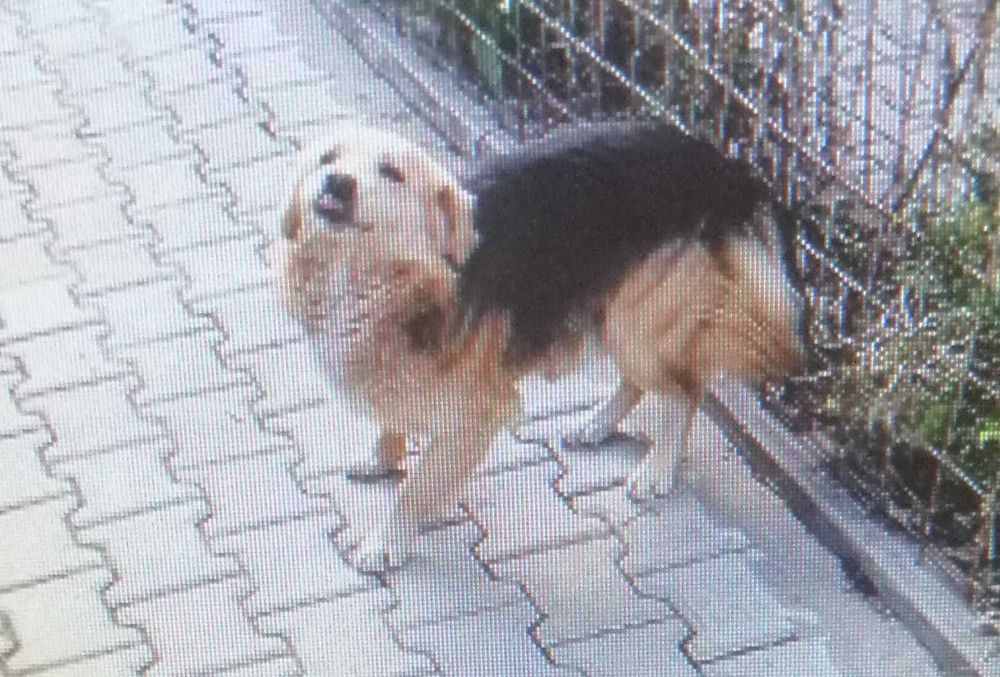 Ofer caine spre adoptie