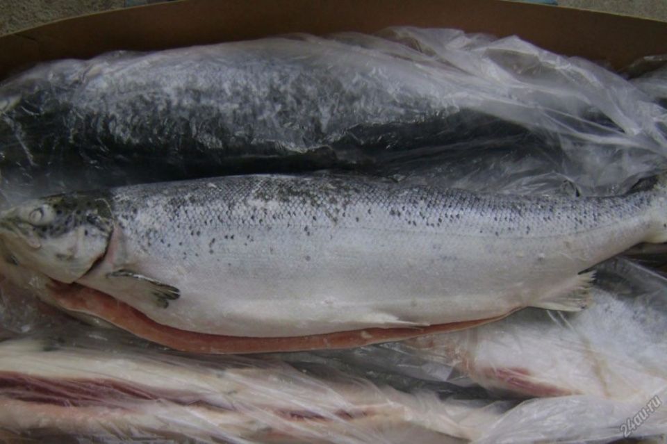 Семга от 5 кг до 18 кг