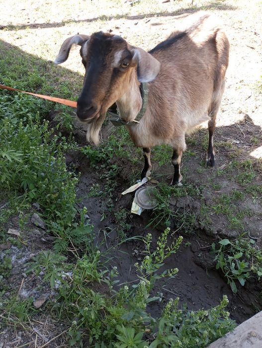 Продам козу двойную