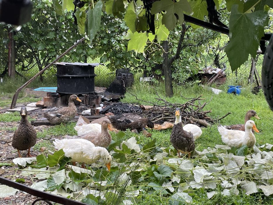 Vand oua de rață incubat sau consum