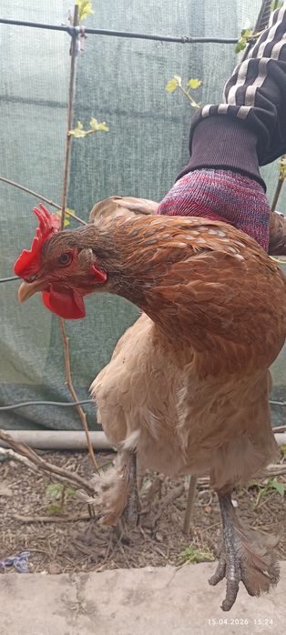 Куры несушки домашнии