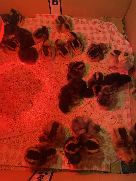 Vând pui de o zi rasa Araucana.