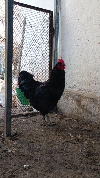 Продам домашних Петушков