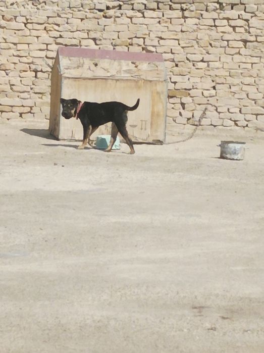 Чисто.  Домашние