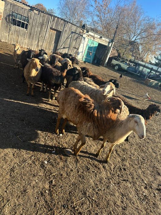 Продам баранов .