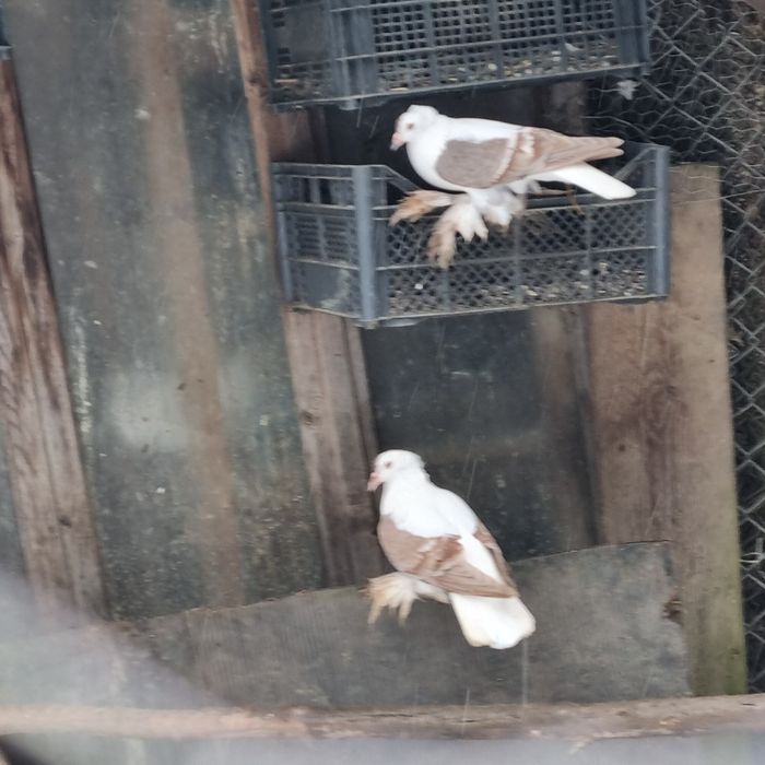 vand o per randunele de saxonia am si satineti de vanzare ...