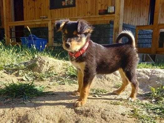Adopție cateluse de trei luni